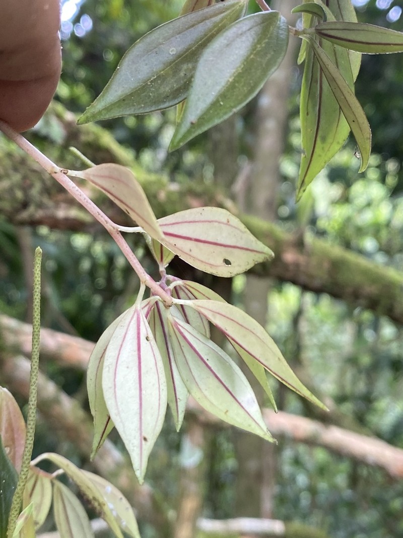 Peperomia barbulata