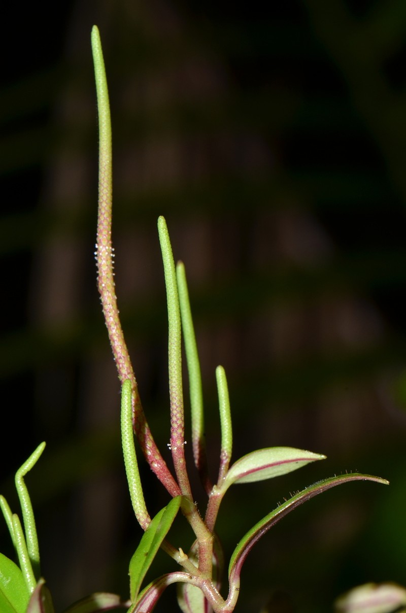 Peperomia barbulata photo 2
