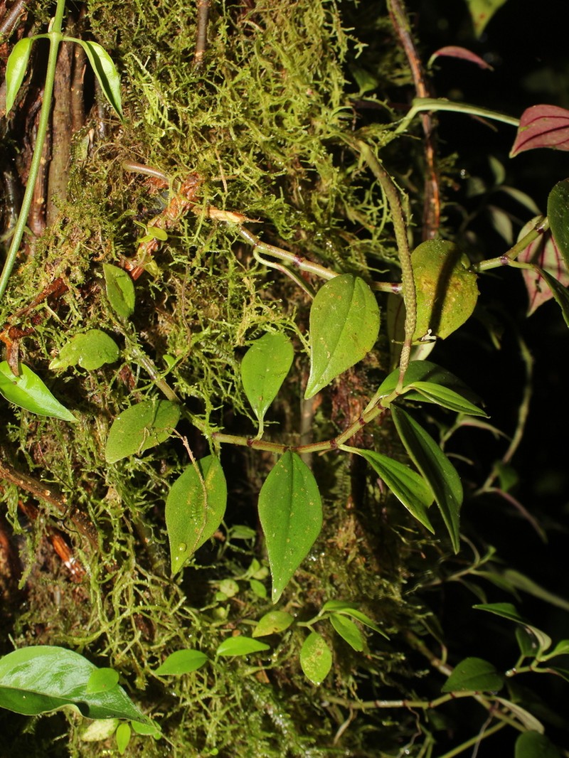 Peperomia barbulata photo 3