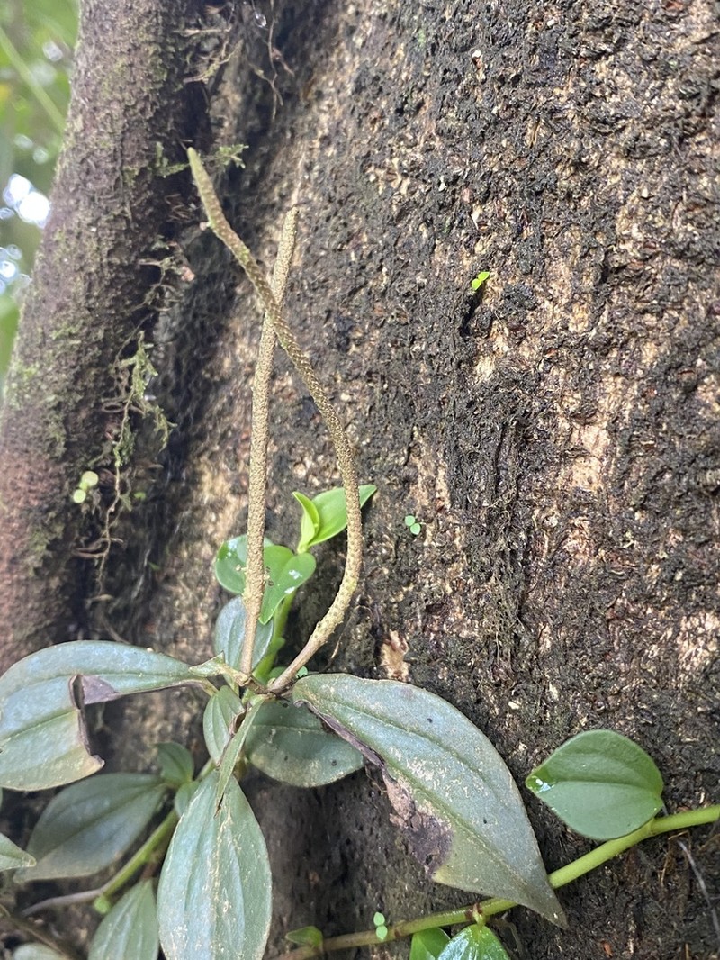 Peperomia barbulata photo 4