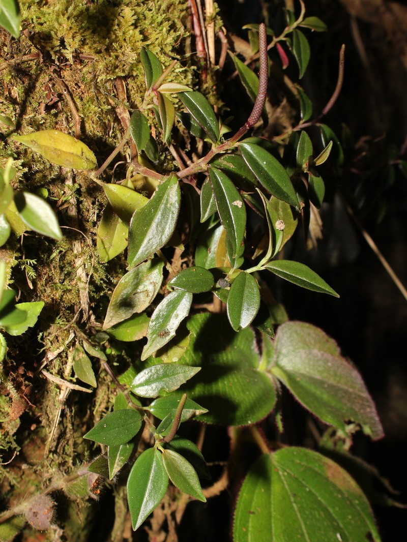 Peperomia barbulata photo 6
