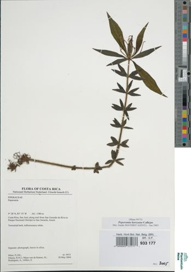 Peperomia barryana
