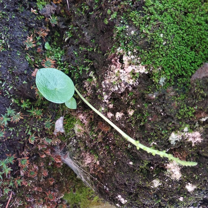 Peperomia basiradicans