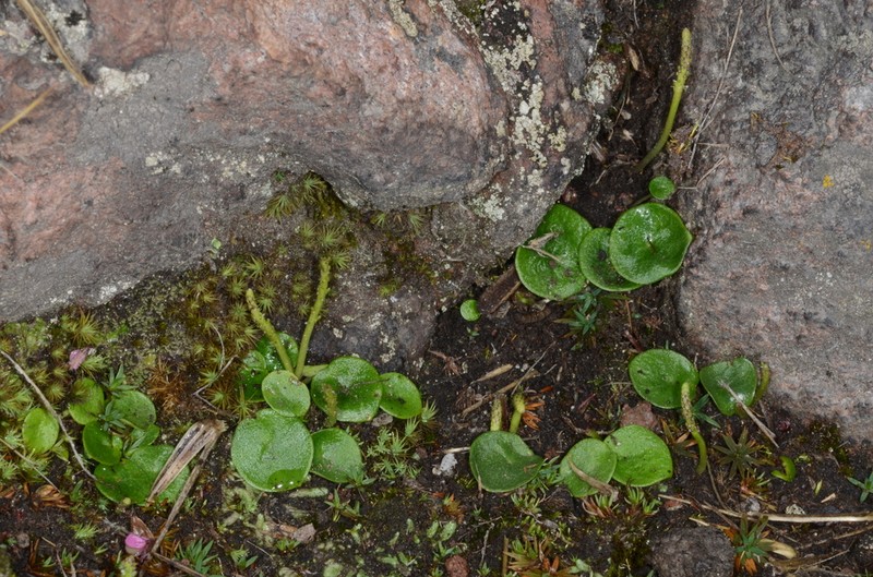 Peperomia basiradicans photo 2