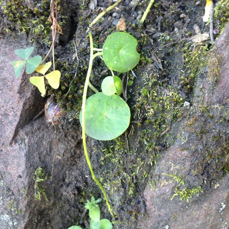 Peperomia basiradicans photo 4