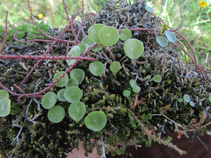 Peperomia basiradicans photo 5