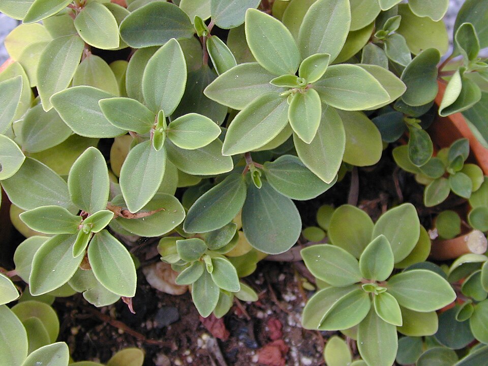 Arid-Land Peperomia photo 6
