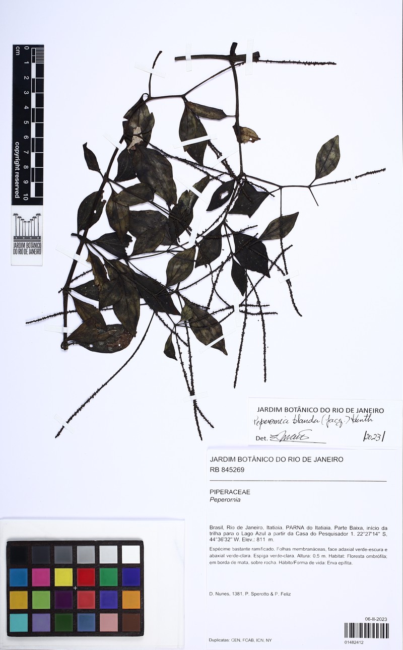 Arid-Land Peperomia photo 3