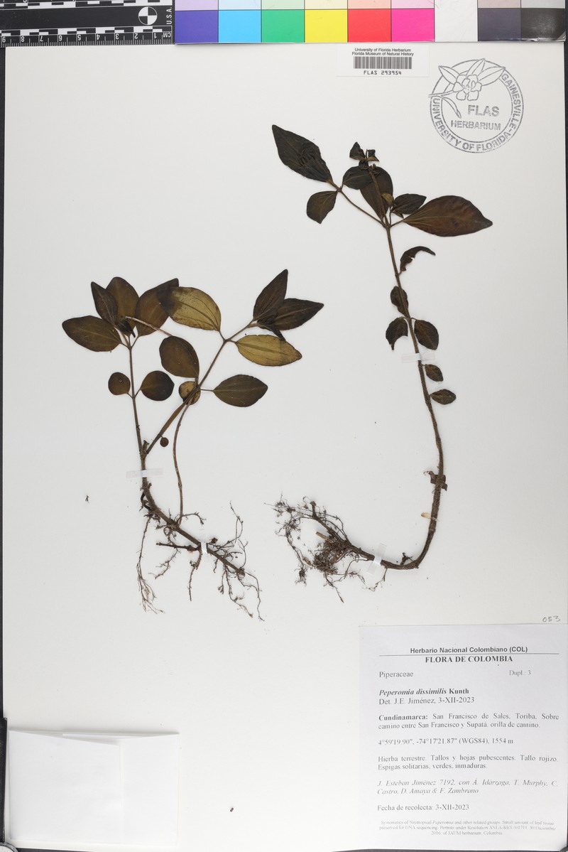 Arid-Land Peperomia photo 5