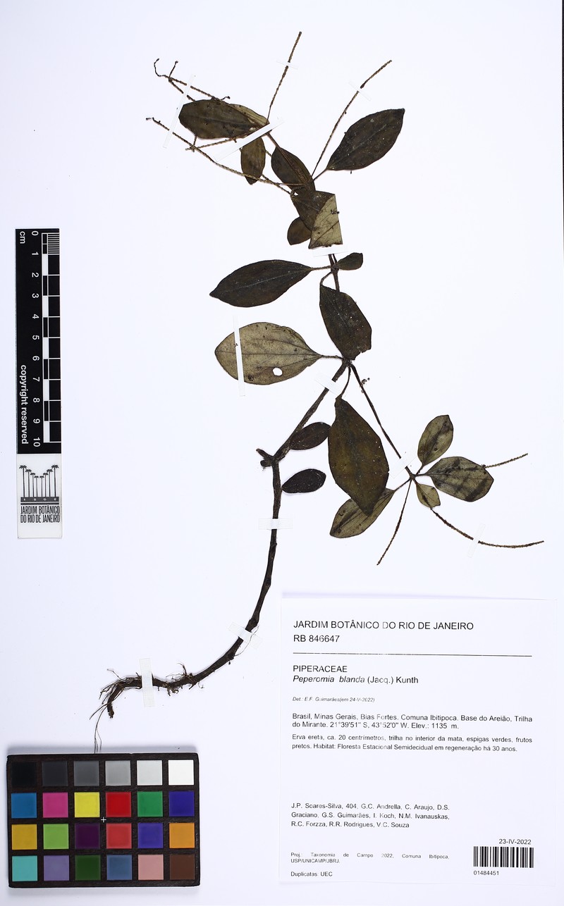 Arid-Land Peperomia photo 6