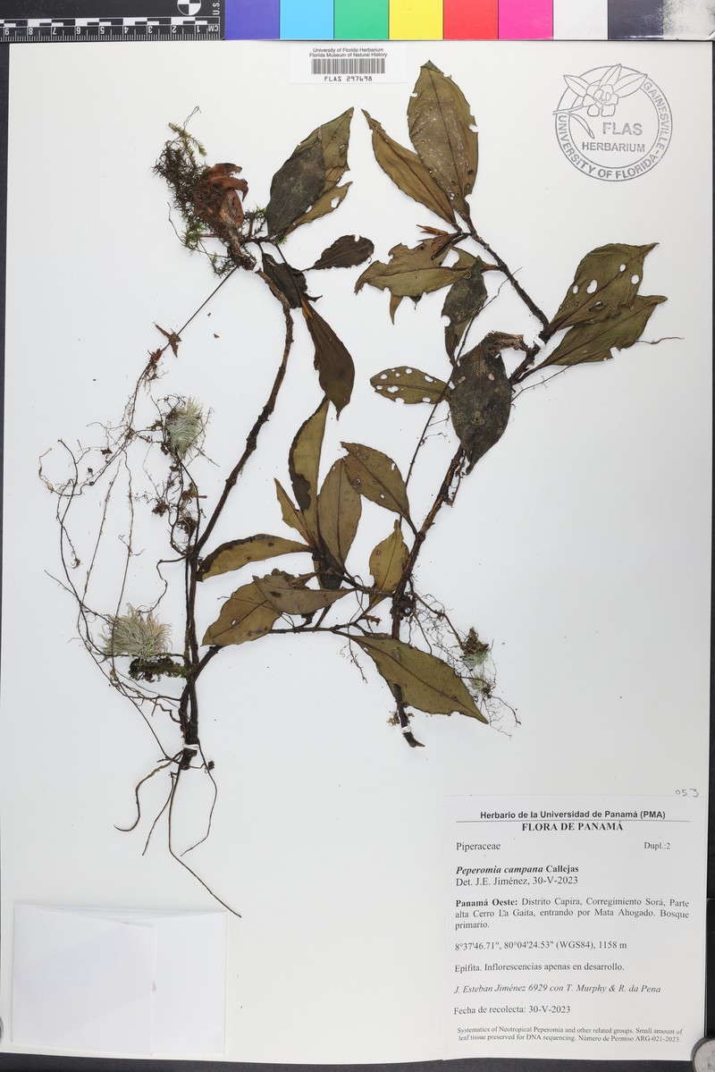 Peperomia campana