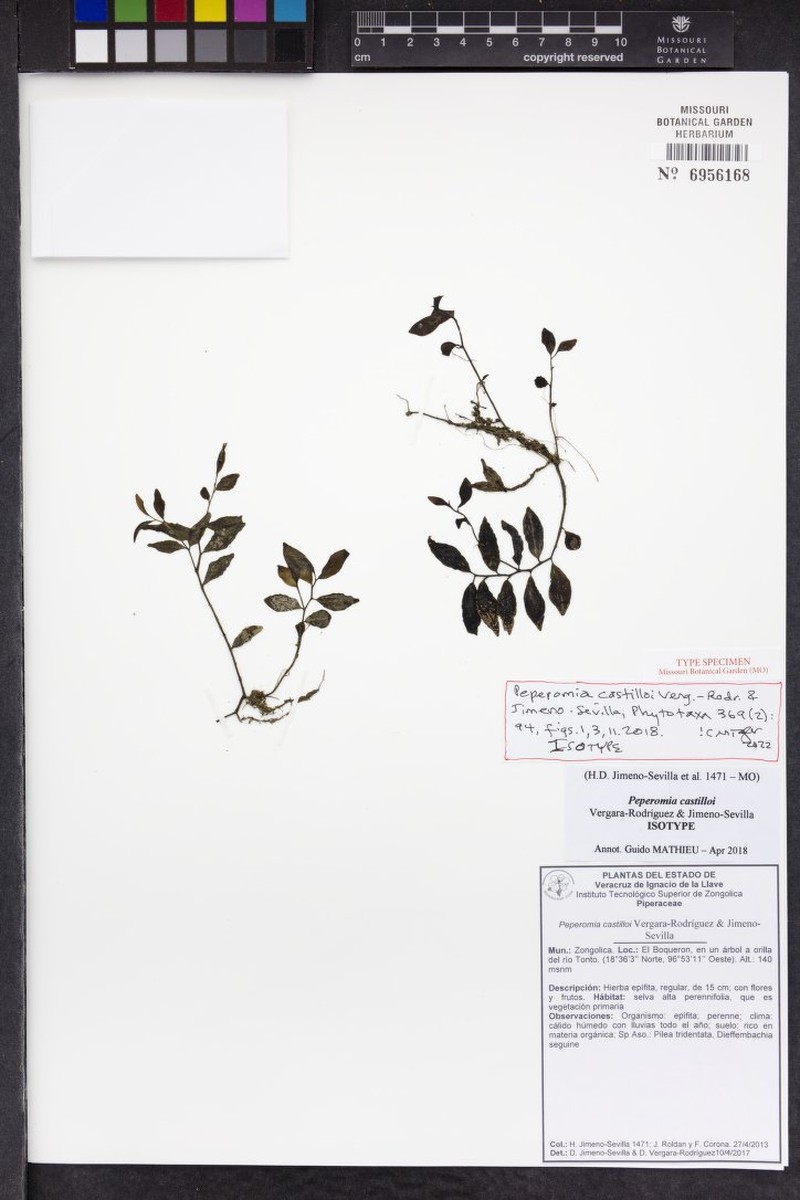 Peperomia castilloi photo 2