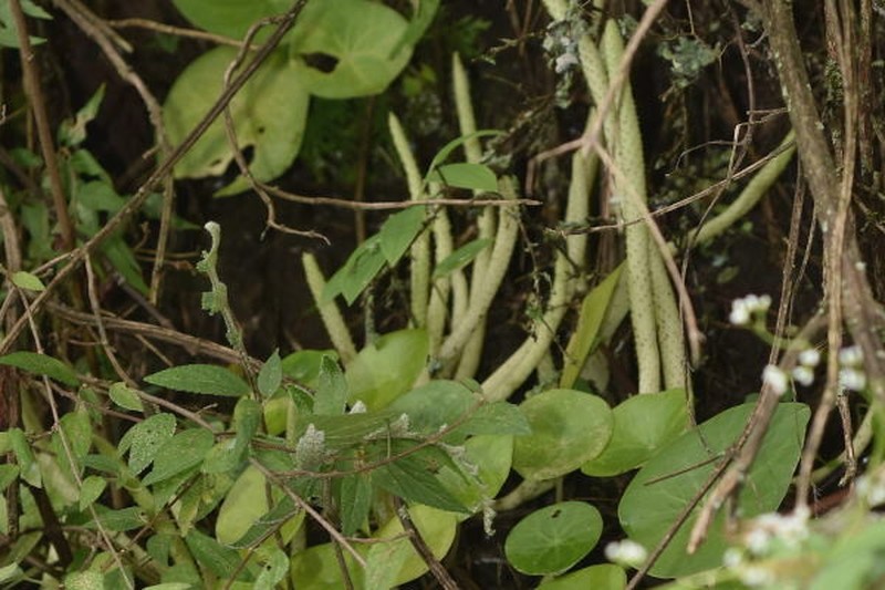 Peperomia cavispicata photo 2