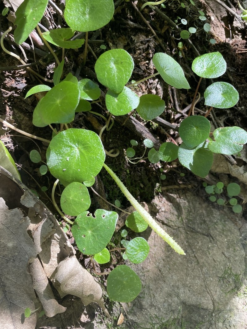 Peperomia cavispicata photo 5