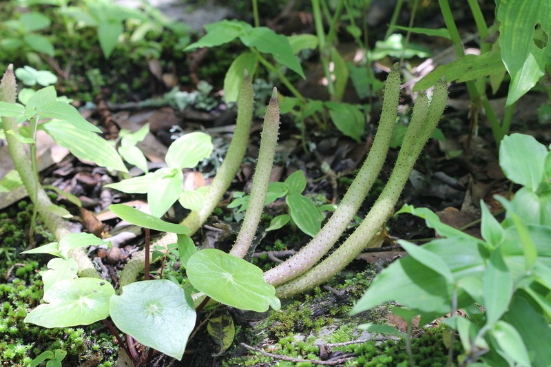 Peperomia cavispicata photo 6