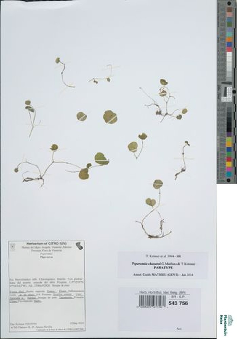 Peperomia chazaroi