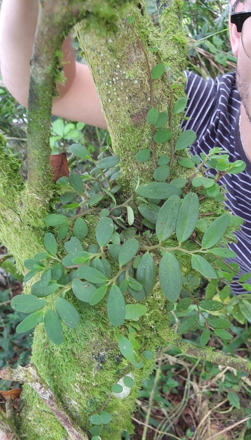 Yerba De Guava Falso photo 2