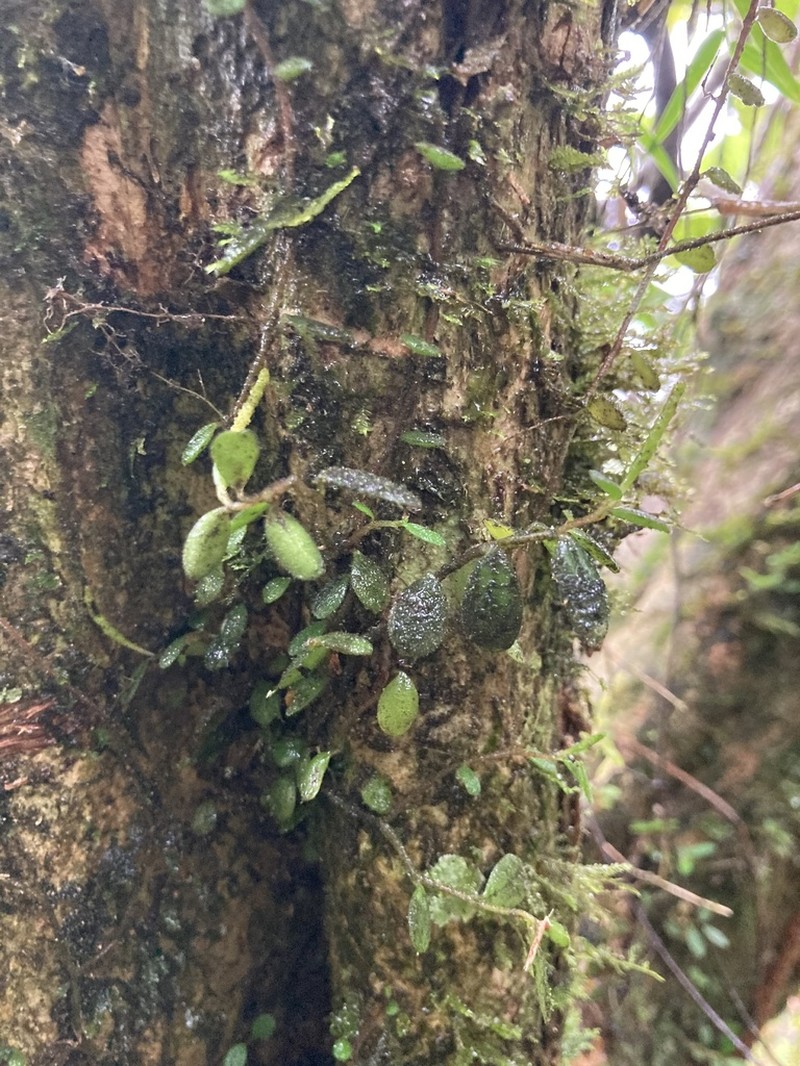 Yerba De Guava Falso photo 3