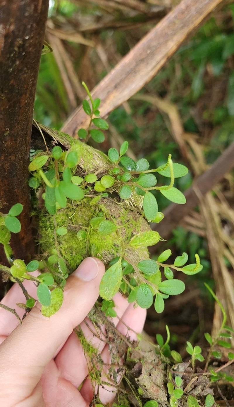 Yerba De Guava Falso photo 4
