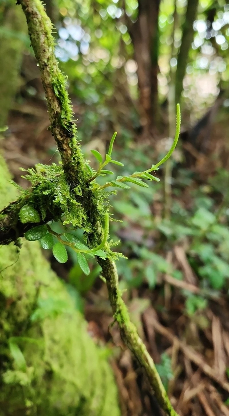 Yerba De Guava Falso photo 5