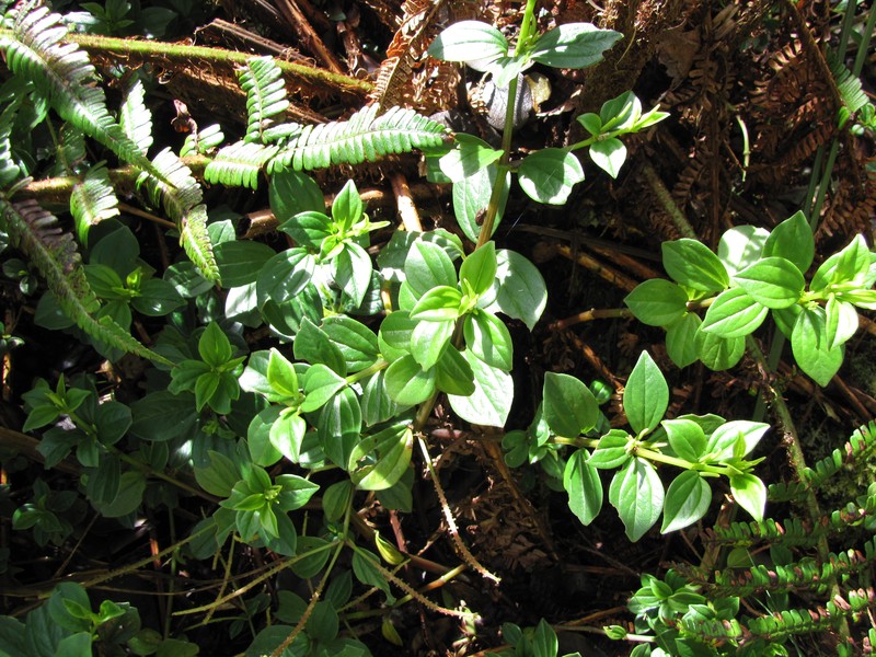 Weakstem Peperomia photo 3