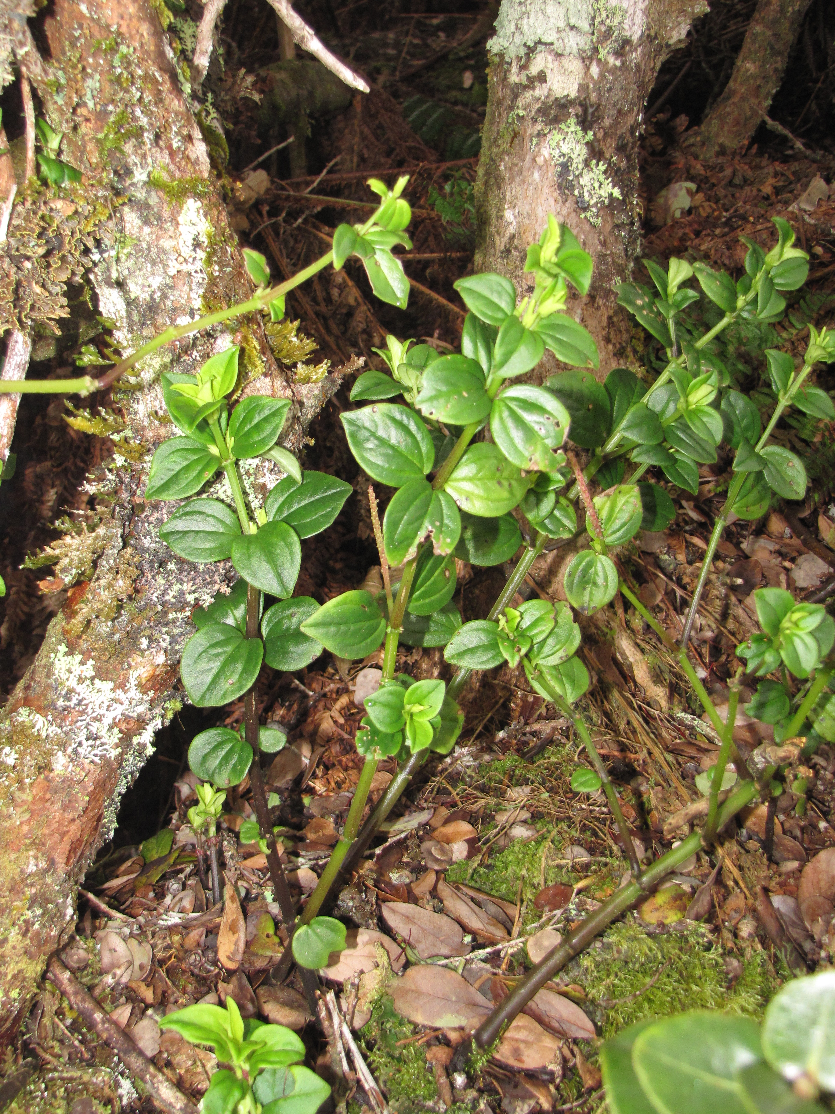 Weakstem Peperomia