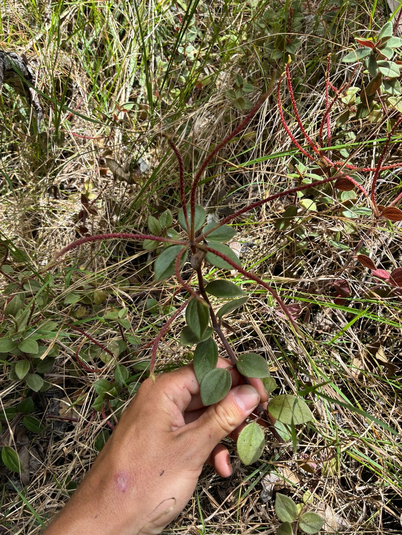 Weakstem Peperomia photo 3