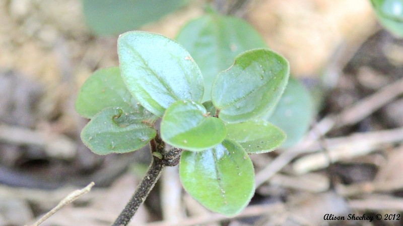 Weakstem Peperomia photo 4