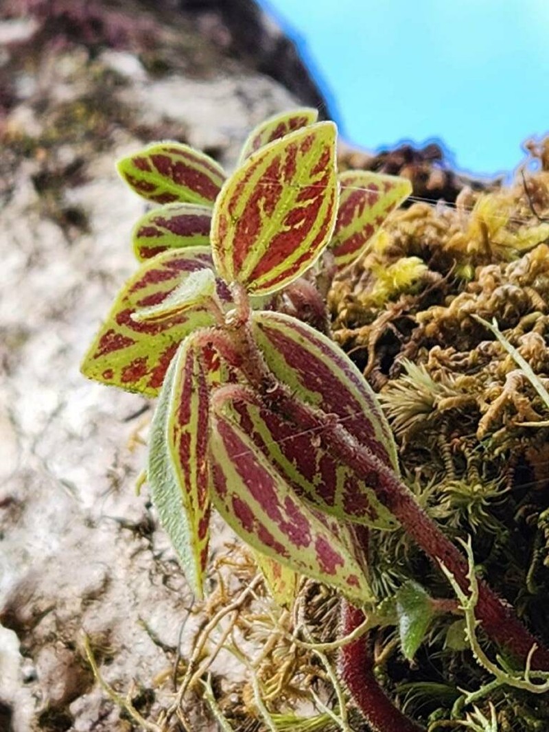 Weakstem Peperomia photo 5