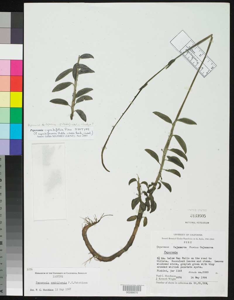 Peperomia cymbifolia