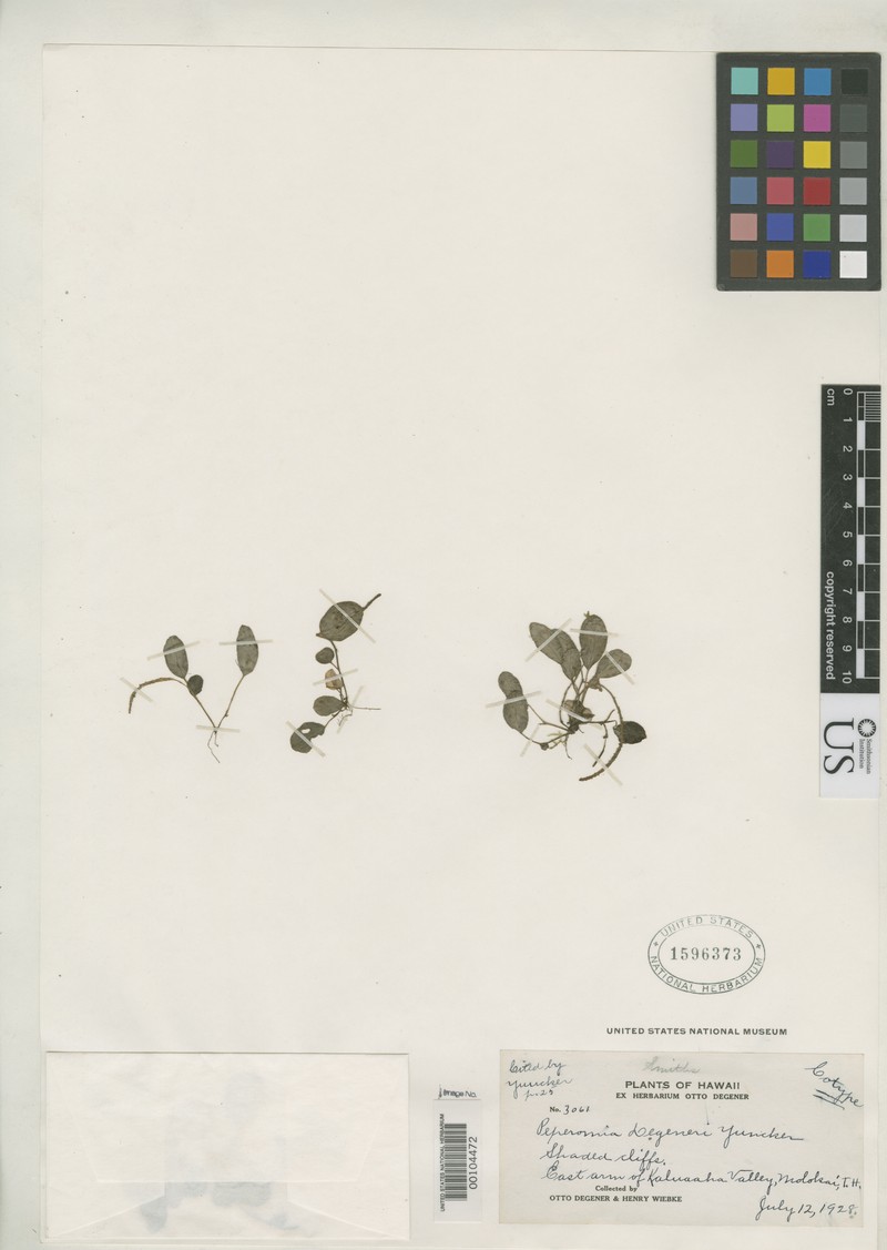 Kaluaaha Valley Peperomia