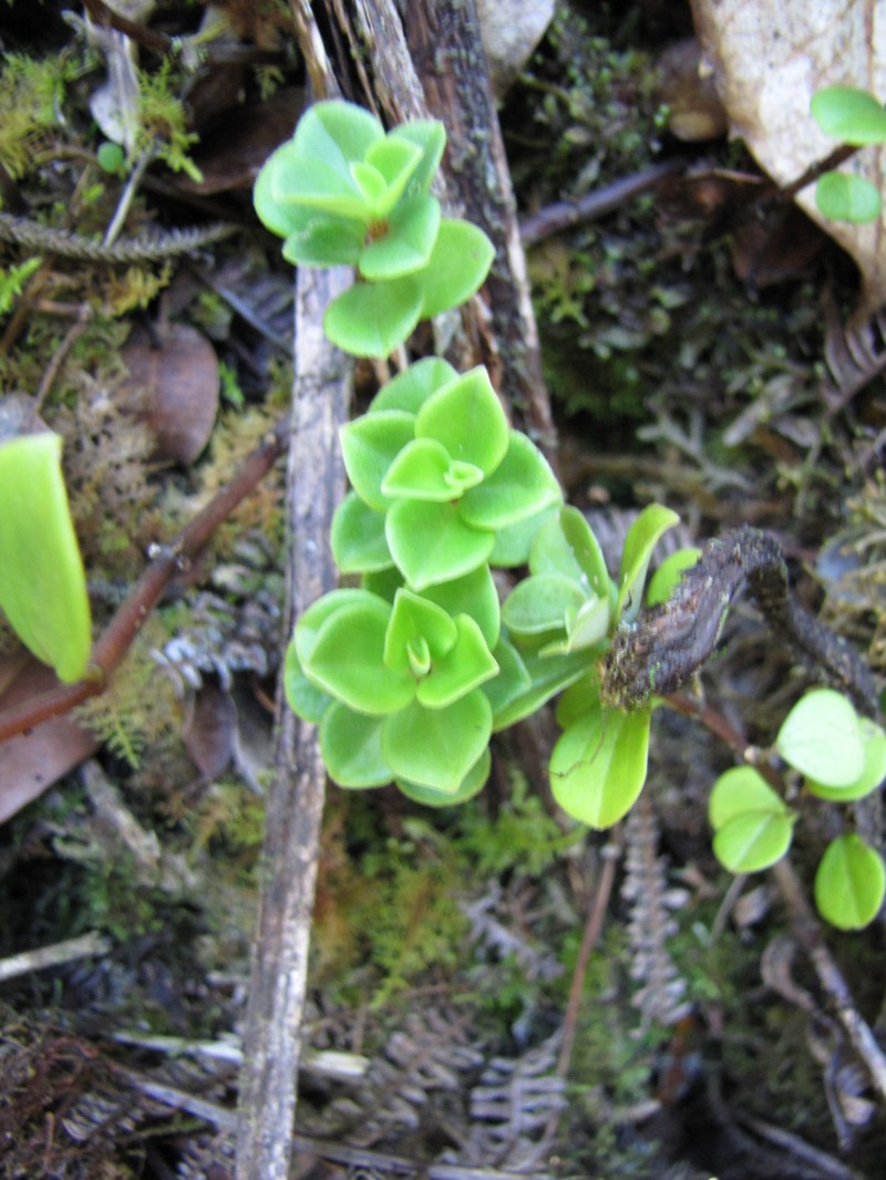 Mt. Eke Peperomia photo 5