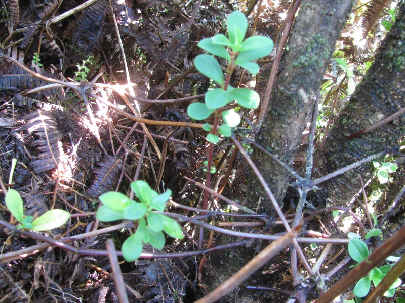 Mt. Eke Peperomia photo 6