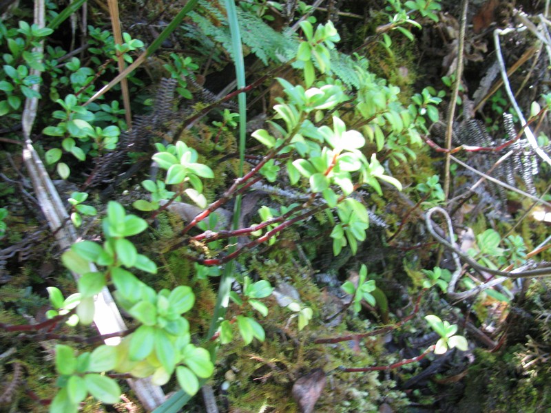 Mt. Eke Peperomia photo 2