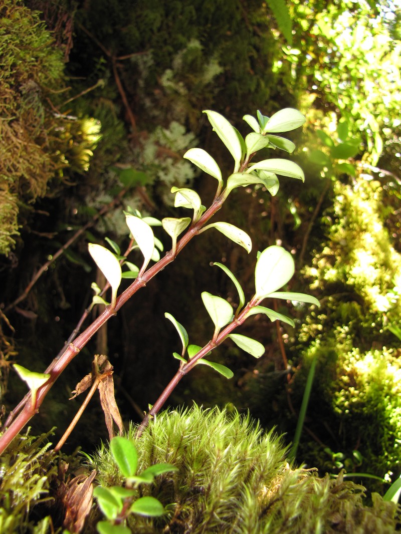 Mt. Eke Peperomia photo 3