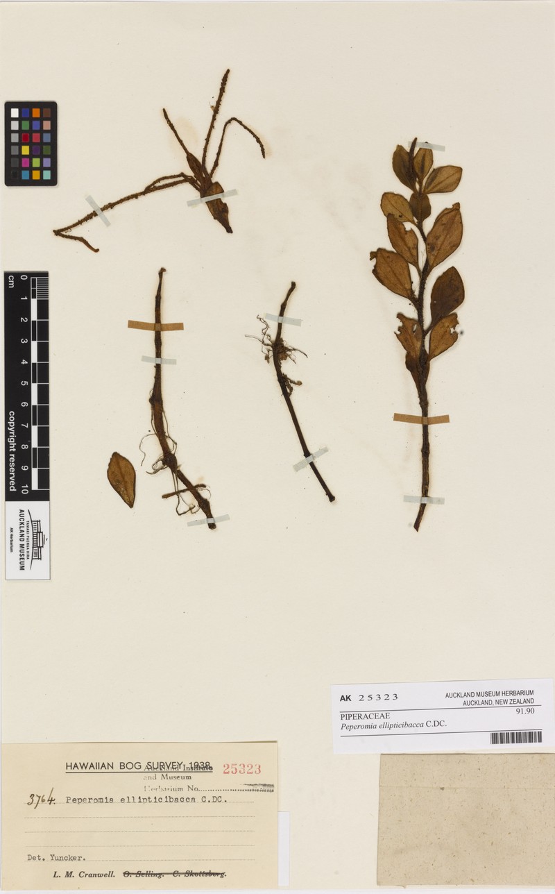 Koolau Range Peperomia