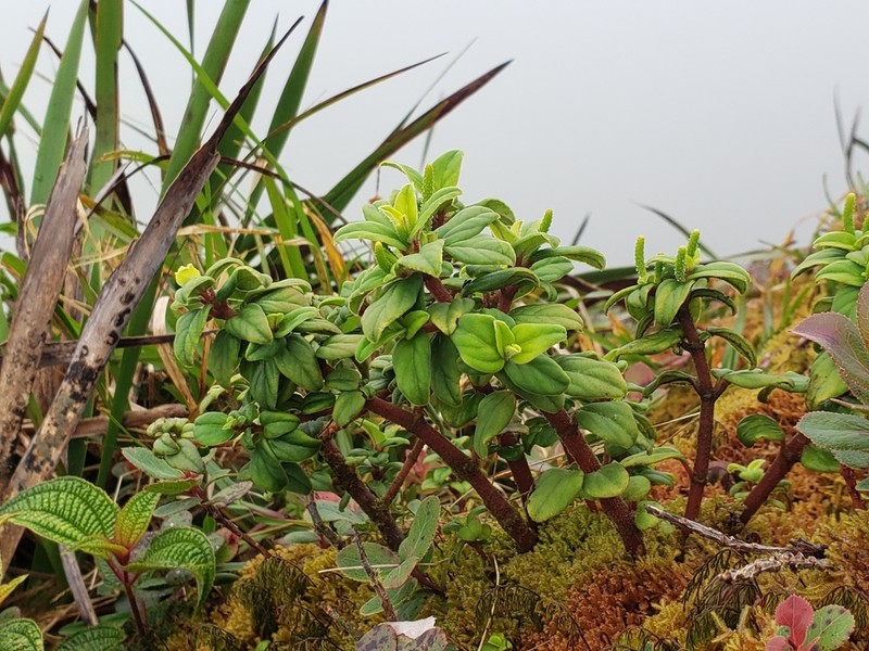 Koolau Range Peperomia