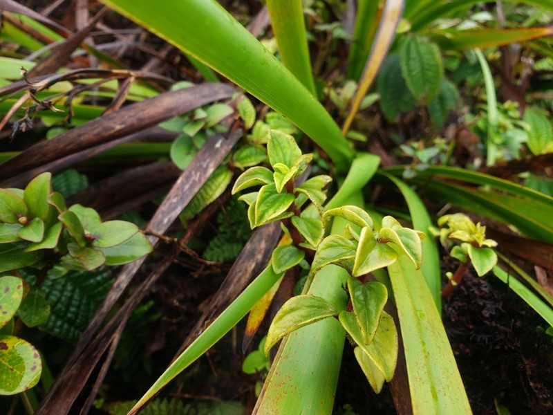 Koolau Range Peperomia photo 2