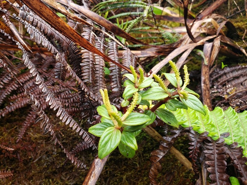 Koolau Range Peperomia photo 3