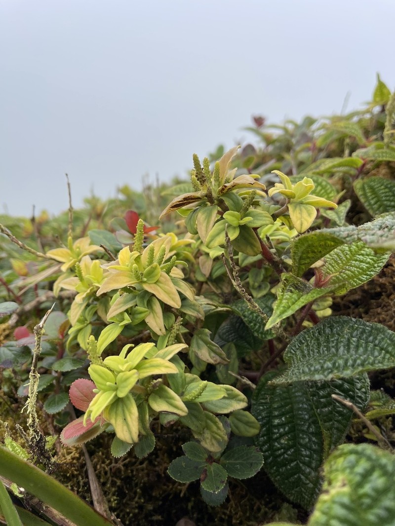 Koolau Range Peperomia photo 4
