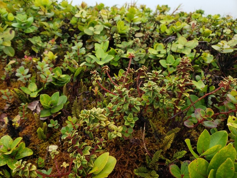 Koolau Range Peperomia photo 5