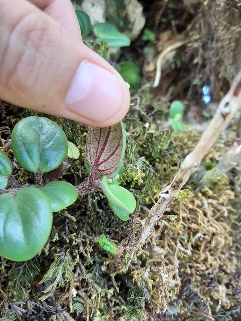 Koolau Range Peperomia photo 6