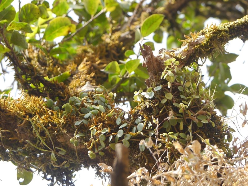 Peperomia emarginatifolia photo 2