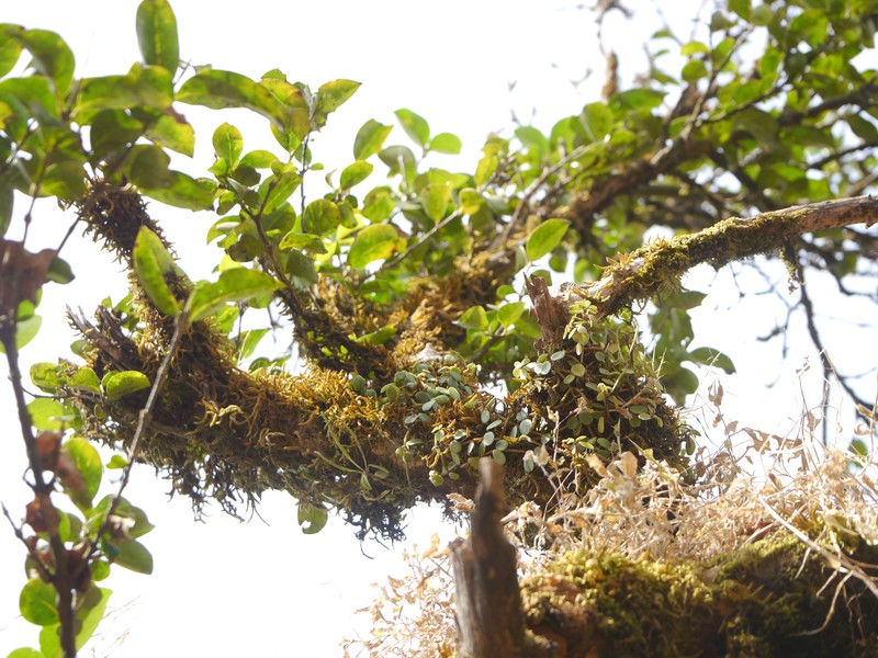 Peperomia emarginatifolia