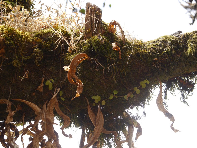 Peperomia emarginatifolia photo 3