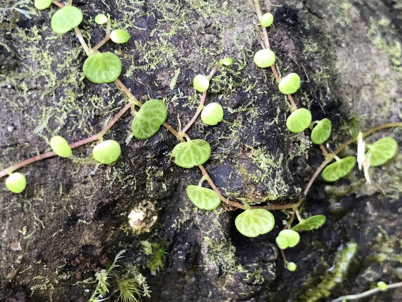 Guadeloupe Peperomia photo 4