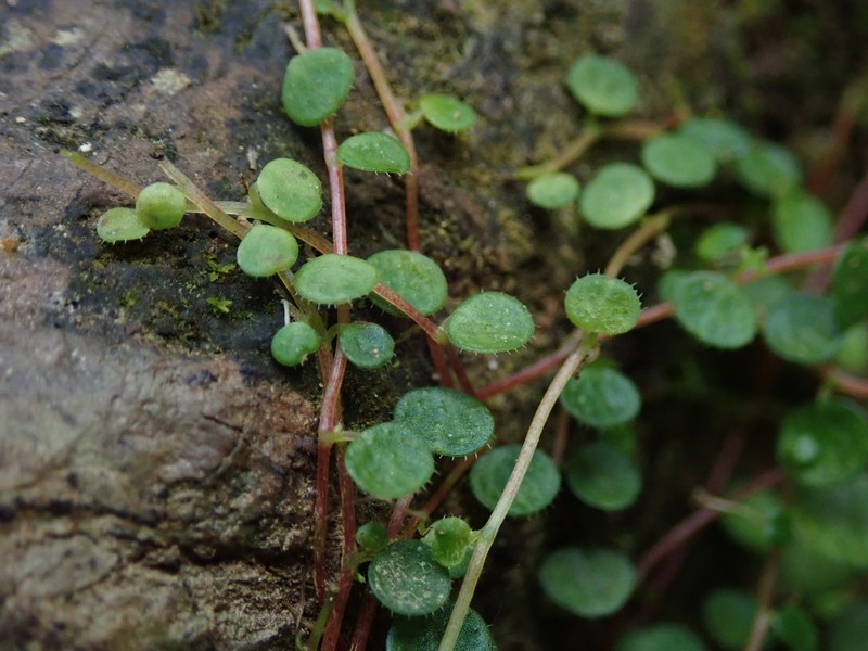 Guadeloupe Peperomia photo 5