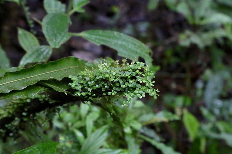 Guadeloupe Peperomia