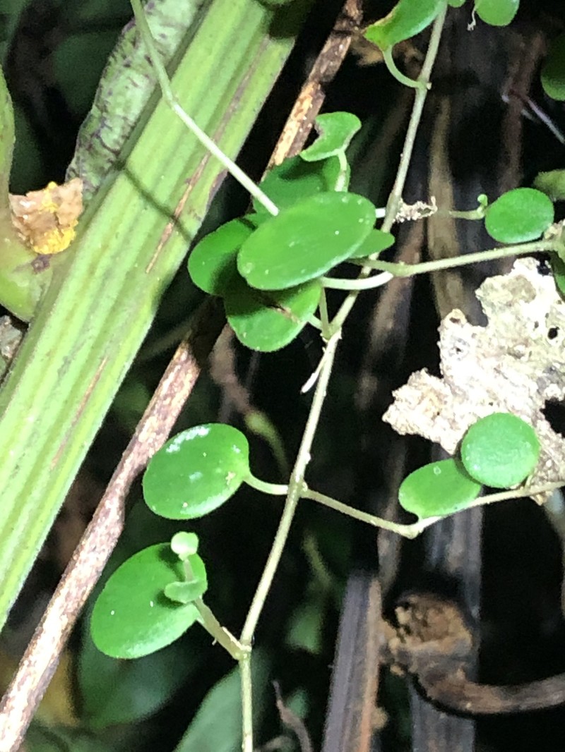 Guadeloupe Peperomia photo 2