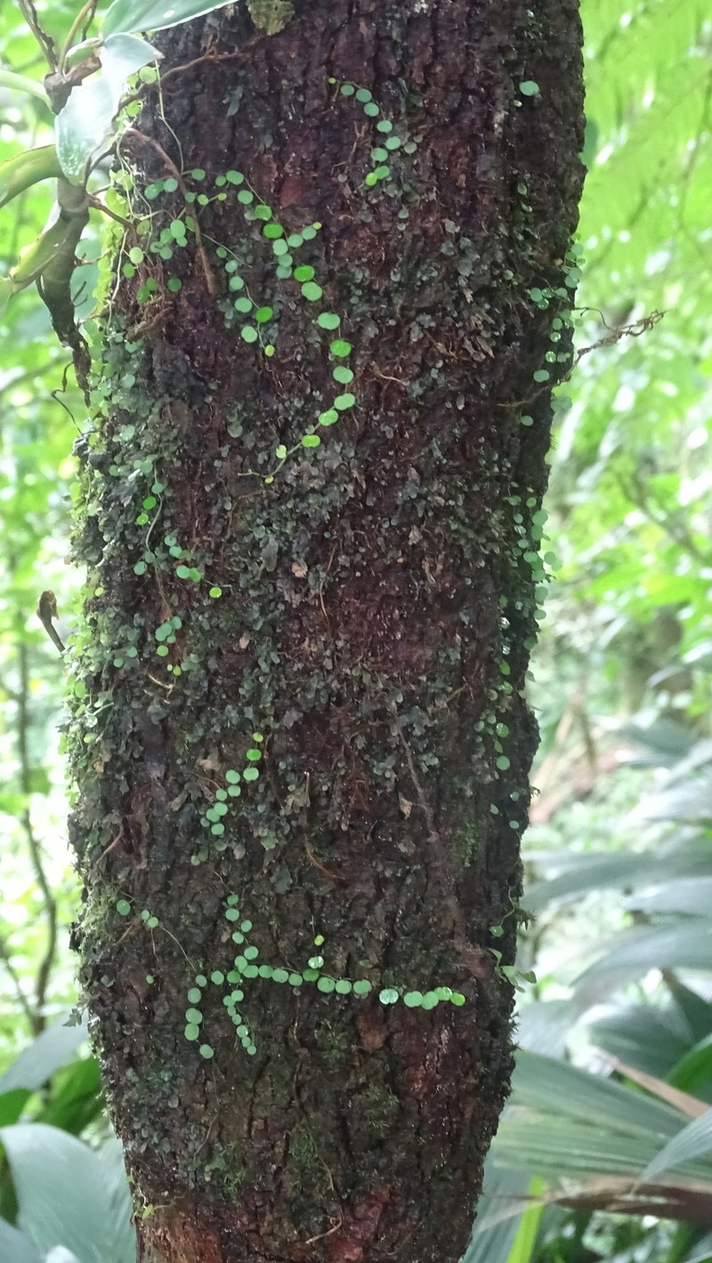 Guadeloupe Peperomia photo 3